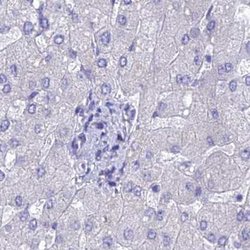 Invitrogen LZTFL1 Polyclonal Antibody 100 &mu;L; Unconjugated:Antibodies,