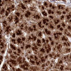 Invitrogen CCDC174 Polyclonal Antibody 100 &mu;L; Unconjugated:Antibodies,