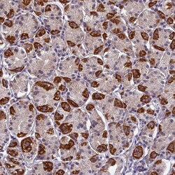 Invitrogen PLAC9 Polyclonal Antibody 100 &mu;L; Unconjugated:Antibodies,