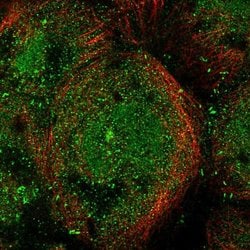Invitrogen MICALL1 Polyclonal Antibody 100 &mu;L; Unconjugated:Antibodies,