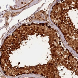 Invitrogen MICALL1 Polyclonal Antibody 100 &mu;L; Unconjugated:Antibodies,