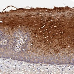 Invitrogen MRPL35 Polyclonal Antibody 100 &mu;L; Unconjugated:Antibodies,