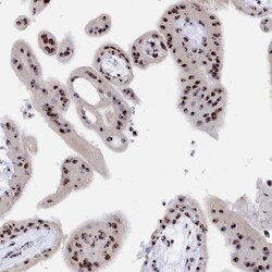 Invitrogen RSL1D1 Polyclonal Antibody 100 &mu;L; Unconjugated:Antibodies,