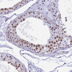 Invitrogen SRSF5 Polyclonal Antibody 100 &mu;L; Unconjugated:Antibodies,