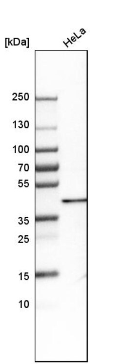 Invitrogen SRSF5 Polyclonal Antibody 100 &mu;L; Unconjugated:Antibodies,