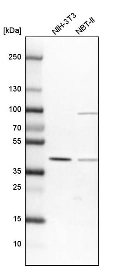 Invitrogen SRSF5 Polyclonal Antibody 100 &mu;L; Unconjugated:Antibodies,
