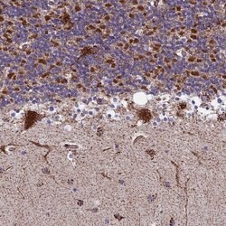 Invitrogen MRPS18B Polyclonal Antibody 100 &mu;L; Unconjugated:Antibodies,