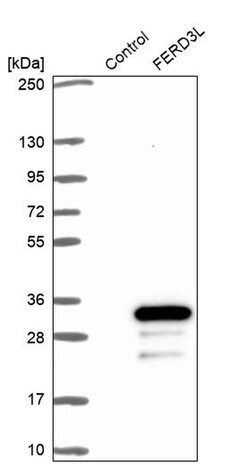 Invitrogen FERD3L Polyclonal Antibody 100 &mu;L | Buy Online | Invitrogen&trade; | Fisher Scientific