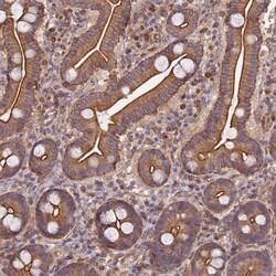Invitrogen PPP1R12C Polyclonal Antibody 100 &mu;L; Unconjugated:Antibodies,