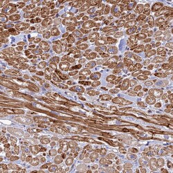 Invitrogen PPP1R12C Polyclonal Antibody 100 &mu;L; Unconjugated:Antibodies,
