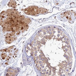 Invitrogen PPP1R12C Polyclonal Antibody 100 &mu;L; Unconjugated:Antibodies,
