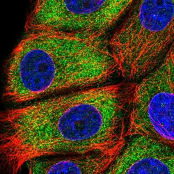 Invitrogen EPS8L1 Polyclonal Antibody 100 &mu;L; Unconjugated:Antibodies,