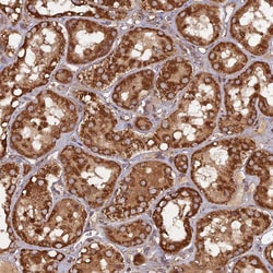 Invitrogen DYM Polyclonal Antibody 100 &mu;L; Unconjugated:Antibodies,