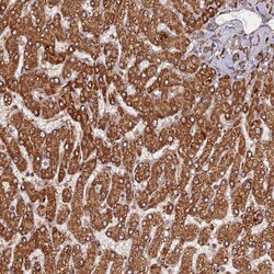 Invitrogen DYM Polyclonal Antibody 100 &mu;L; Unconjugated:Antibodies,