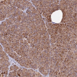 Invitrogen DYM Polyclonal Antibody 100 &mu;L; Unconjugated:Antibodies,