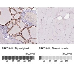 Invitrogen PRKCSH Polyclonal Antibody 100 &mu;L; Unconjugated:Antibodies,