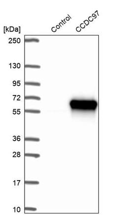Invitrogen CCDC97 Polyclonal Antibody 100 &mu;L; Unconjugated:Antibodies,