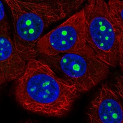 Invitrogen KRI1 Polyclonal Antibody 100 &mu;L; Unconjugated:Antibodies,