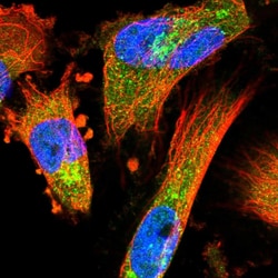 Invitrogen COPE Polyclonal Antibody 100 &mu;L; Unconjugated:Antibodies,