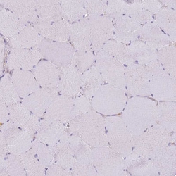 Invitrogen COPE Polyclonal Antibody 100 &mu;L; Unconjugated:Antibodies,