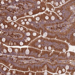 Invitrogen COPE Polyclonal Antibody 100 &mu;L; Unconjugated:Antibodies,