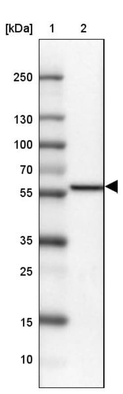 Invitrogen MIC-1 Polyclonal Antibody 100 &mu;L | Buy Online | Invitrogen&trade; | Fisher Scientific