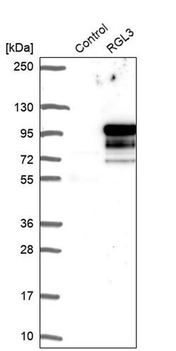 Invitrogen RGL3 Polyclonal Antibody 100 &mu;L; Unconjugated:Antibodies,