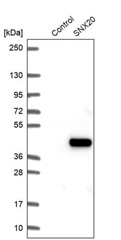 Invitrogen SNX20 Polyclonal Antibody 100 &mu;L | Buy Online | Invitrogen&trade; | Fisher Scientific