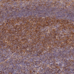 Invitrogen GNG5 Polyclonal Antibody 100 &mu;L; Unconjugated:Antibodies,