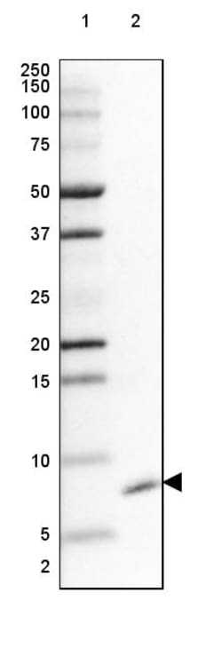 Invitrogen GNG5 Polyclonal Antibody 100 &mu;L; Unconjugated:Antibodies,