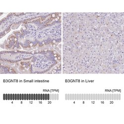 Invitrogen B3GNT8 Polyclonal Antibody 100 &mu;L; Unconjugated:Antibodies,