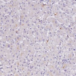 Invitrogen B3GNT8 Polyclonal Antibody 100 &mu;L; Unconjugated:Antibodies,