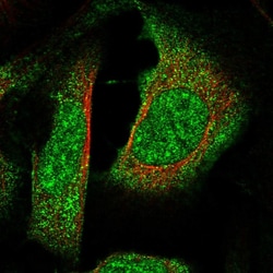 Invitrogen RBM42 Polyclonal Antibody 100 &mu;L; Unconjugated:Antibodies,