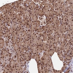 Invitrogen RBM42 Polyclonal Antibody 100 &mu;L; Unconjugated:Antibodies,