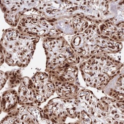 Invitrogen RBM42 Polyclonal Antibody 100 &mu;L; Unconjugated:Antibodies,