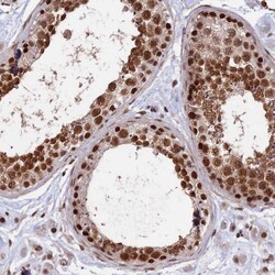Invitrogen RBM42 Polyclonal Antibody 100 &mu;L; Unconjugated:Antibodies,