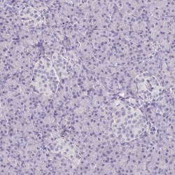 Invitrogen COL17A1 Polyclonal Antibody 100 &mu;L; Unconjugated:Antibodies,