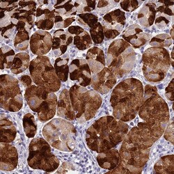 Invitrogen DPRX Polyclonal Antibody 100 &mu;L; Unconjugated:Antibodies,