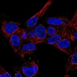 Invitrogen MVB12B Polyclonal Antibody 100 &mu;L; Unconjugated:Antibodies,