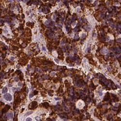 Invitrogen CSH1 Polyclonal Antibody 100 &mu;L; Unconjugated:Antibodies,