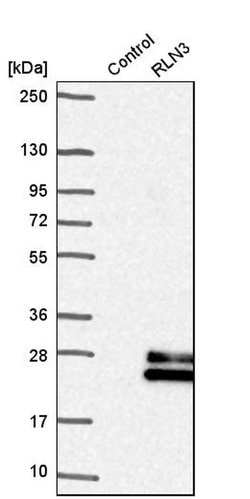 Invitrogen Relaxin 3 Polyclonal Antibody 100 &mu;L; Unconjugated:Antibodies,