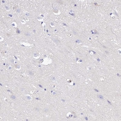 Invitrogen MS4A5 Polyclonal Antibody 100 &mu;L; Unconjugated:Antibodies,