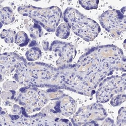 Invitrogen MS4A5 Polyclonal Antibody 100 &mu;L; Unconjugated:Antibodies,