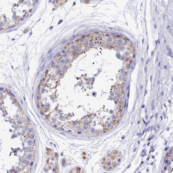 Invitrogen MS4A5 Polyclonal Antibody 100 &mu;L; Unconjugated:Antibodies,