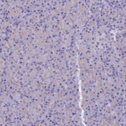 Invitrogen PTPRCAP Polyclonal Antibody 100 &mu;L; Unconjugated:Antibodies,