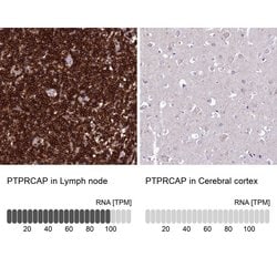 Invitrogen PTPRCAP Polyclonal Antibody 100 &mu;L; Unconjugated:Antibodies,