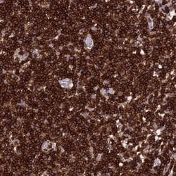 Invitrogen PTPRCAP Polyclonal Antibody 100 &mu;L; Unconjugated:Antibodies,