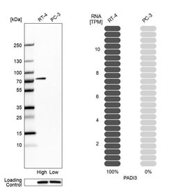 Invitrogen PADI3 Polyclonal Antibody 100 &mu;L; Unconjugated:Antibodies,