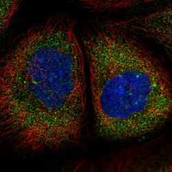 Invitrogen TMEM134 Polyclonal Antibody 100 &mu;L | Buy Online | Invitrogen&trade; | Fisher Scientific