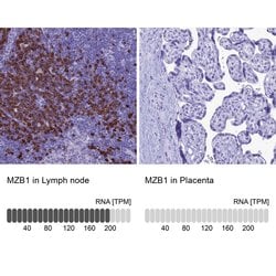 Invitrogen MZB1 Polyclonal Antibody 100 &mu;L; Unconjugated:Antibodies,